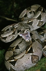 Boa Constrictor, boa constrictor, Adult with open Mouth, Defensive Posture