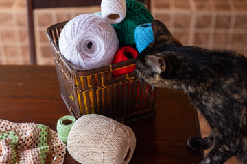 Gato malhado curioso sobre a mesa de madeira e cesto de linhas de crochê.