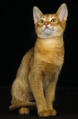 Red Abyssinian Domestic Cat, Kitten sitting against Black Background