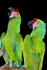 Military Macaw, ara militaris, Adults against Black Background © slowmotiongli