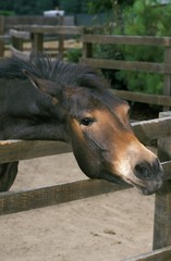 Hinny : Crossbreed of Stallion Horse and Jenny