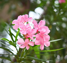 Close up view pink oleander or Nerium flower blossoming on tree. Beautiful flower in garden.