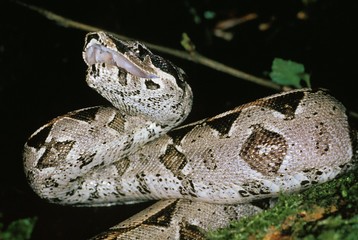 Boa Constrictor, boa constrictor, Adult with open Mouth, Defensive Posture