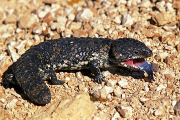 Stump Tailed Skink, tiliqua rugosa, Adult with Open Mouth and Tongue Out, Australia