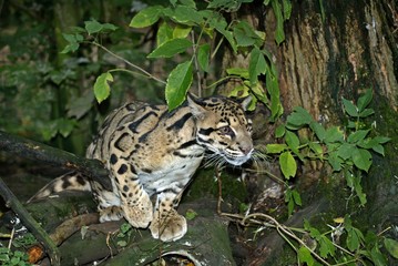 Clouded Leopard, neofelis nebulosa, Adult standing in Tree