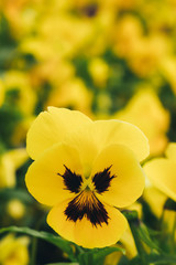 Vertical image of a yellow flower