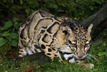 Clouded Leopard, neofelis nebulosa, Adult standing in Ground