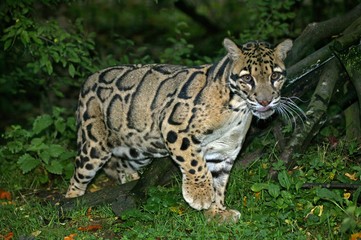 Clouded Leopard, neofelis nebulosa, Adult standing in Ground