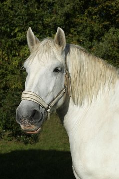 Percheron Horse, Portrait with a Halter