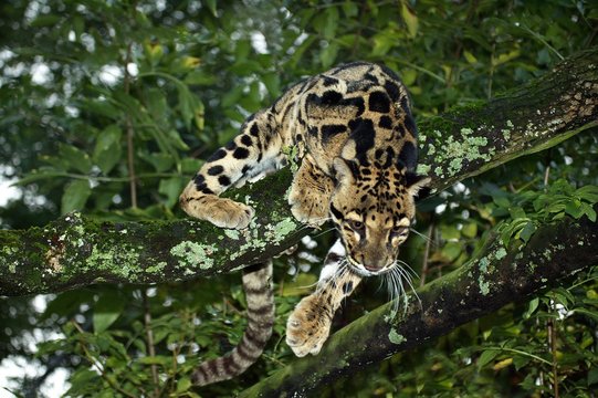 Clouded Leopard, neofelis nebulosa, Adult standing in Tree