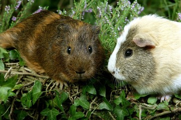 Guinea Pig, cavia porcellus, Adults standing in Heaters