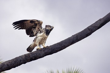 Martial Eagle, polemaetus bellicosus, Adult taking off from Branch, Kenya