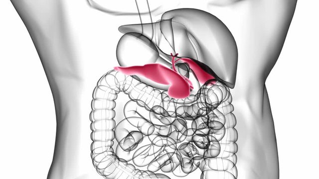 Human Gall Bladder Anatomy With Digestive System For Medical Concept