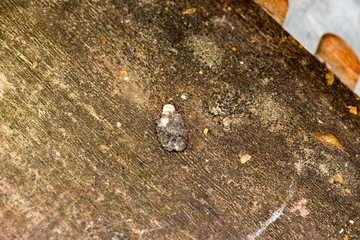 Honey Bee, apis mellifera, Moth cocoon of the wax, Bee Hive in Normandy