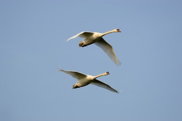 Mute Swan, cygnus olor, Pair in Flight, Camargue in France