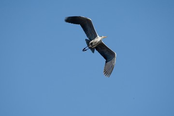 Grey Heron, ardea cinerea, Adult in Flight, Camargue in The South of France