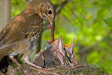 Song Trush,turdus philomelos, Adult Feeding Chicks at Nest, Normandy A