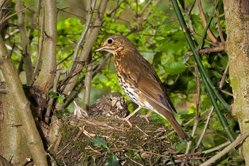 Song Trush,turdus philomelos, Adult with Chicks at Nest, Normandy A