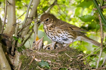 Song Trush,turdus philomelos, Adult with Chicks at Nest, Normandy A