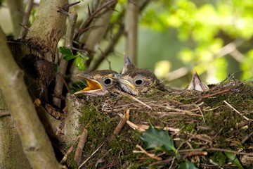 Song Trush,turdus philomelos, Chicks at Nest, Normandy A