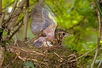 Song Trush,turdus philomelos, Chicks at Nest, Normandy A