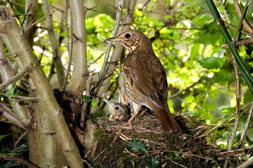 Song Trush,turdus philomelos, Adult with Chicks at Nest, Normandy A