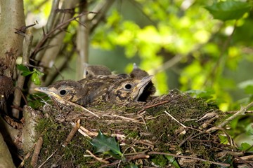 Song Trush,turdus philomelos, Chicks at Nest, Normandy A