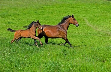 French Trotter, Mare with Foal Trotting through Paddock, Normandy