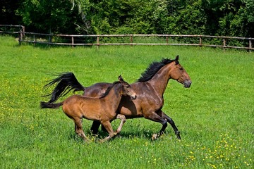 French Trotter, Mare with Foal Galloping through Paddock, Normandy
