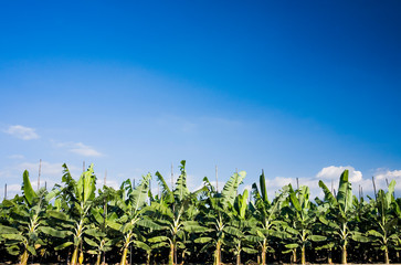 Banana tree orchard with the blue sky background