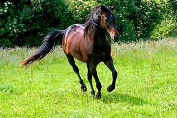 English Thoroughbred standing, Galloping through meadow