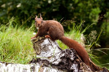 Red Squirrel, sciurus vulgaris, Adult standing on Stump, Normandy