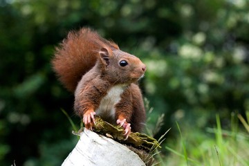 Red Squirrel, sciurus vulgaris, Adult standing on Stump, Normandy