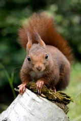 Red Squirrel, sciurus vulgaris, Adult standing on Stump, Normandy