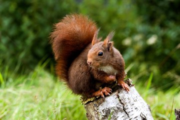 Red Squirrel, sciurus vulgaris, Adult standing on Stump, Normandy