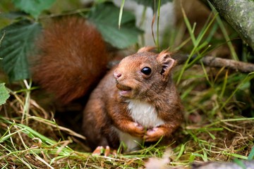 Red Squirrel, sciurus vulgaris, Adult Eating, Normandy