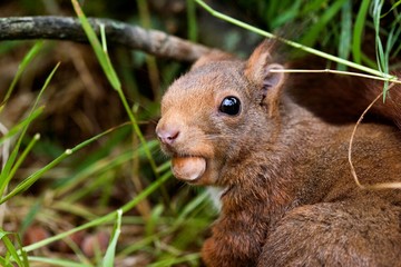 Red Squirrel, sciurus vulgaris, Adult with Hazelnut in its Mouth, Normandy