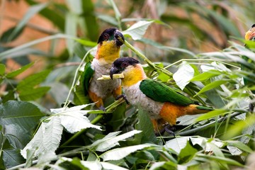 Black-Headed Parrot, pionites melanocephala, Adults eating