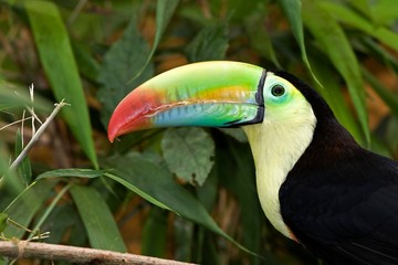 Keel-Billed Toucan, ramphastos sulfuratus, Portrait of, Costa Rica