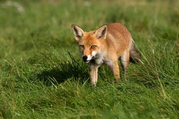Red Fox, vulpes vulpes, Adult standing on Grass, Normandy