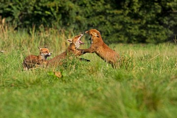 Red Fox, vulpes vulpes, Adults Fighting, Normandy