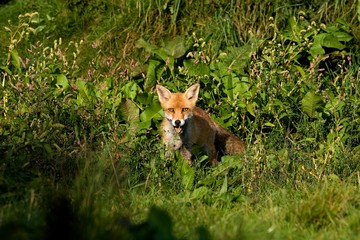 Red Fox, vulpes vulpes, Adult standing in Long Grass, Normandy
