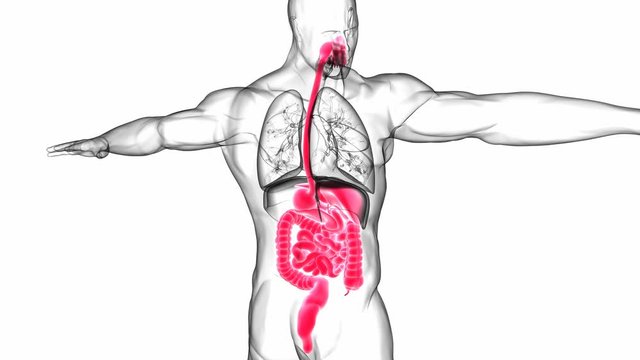 Human Digestive System Anatomy For Medical Concept 3D