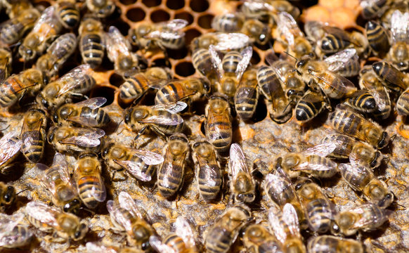Close-up image of bees in a hive on honeycomb with nectar and honey in golden cells in provence, France