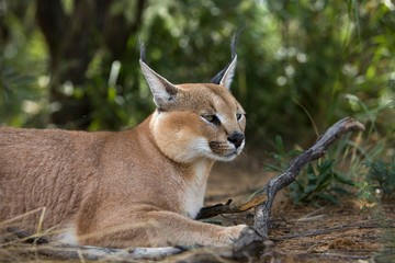 Caracal, caracal caracal, Adult laying