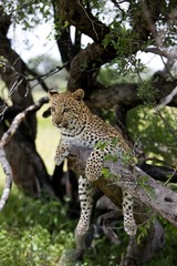 Leopard, panthera pardus, 4 months old Cub laying on Branch, Namibia