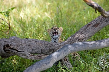 Leopard, panthera pardus, 4 months old Cub looking up, Namibia