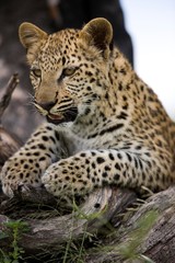 Leopard, panthera pardus, 4 months old Cub standing on Branch, Namibia