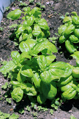 Basilico Ocimum basilicum con terra