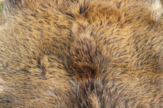 Wildschweinfell